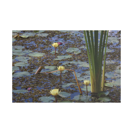 Water Lily Pond Satin Canvas Print — Stretched Botanical Wall Art