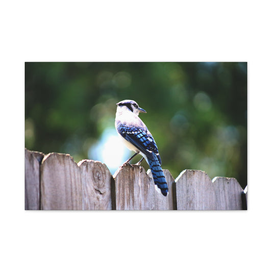Bluebird Canvas Wall Art, Nature Decor for Home, Rustic Farmhouse Wall Hanging, Bird Lover Gift, Wildlife Photography